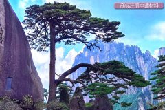 商标注册申请提交哪些材料